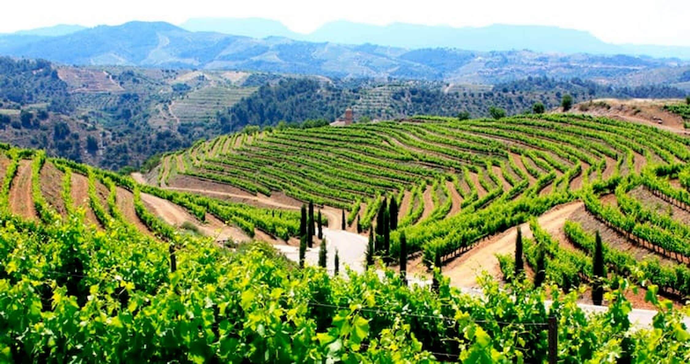 motorcycle guided tours in spain through the wineyards.